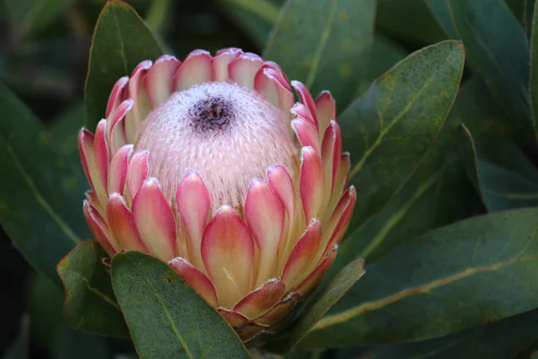 Protea çiçek, pembe sugarbush bitki çiçeklenme yakın çekim