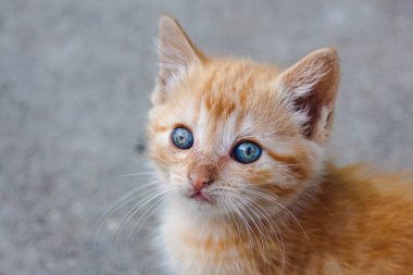 Renkli gözleri kamera seyir büyüleyici ile küçük turuncu tabby yavru kedi