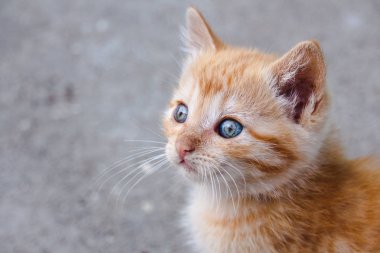 Horizon adlı sihirli, güzel gözlerle bakıyor tatlı turuncu tabby yavru kedi kadeh profil