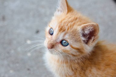 Sevimli genç tekir kedi dikkatle kamera seyir yakın çekim.