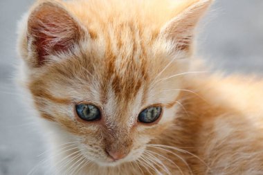 Onun gözünde karmaşık desenleri ile turuncu tabby yavru kedi kafasının makro