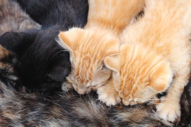 Üç genç yavru kedi emzirme tortoishell anne kedi dan