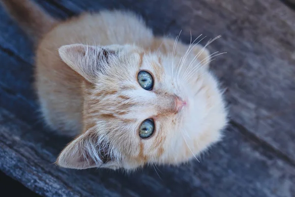 Adorable orange tabby kitten looking up straight at camera. Cat with enticing, colorful eyes.