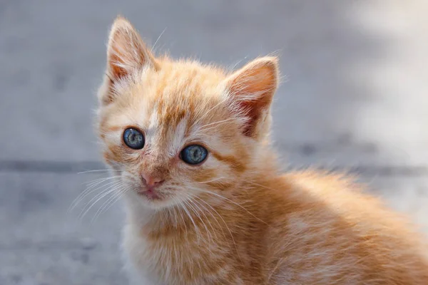 Αξιολάτρευτο μικρό tabby γάτα κοιτάζοντας την κάμερα με πανέμορφα μάτια — Φωτογραφία Αρχείου