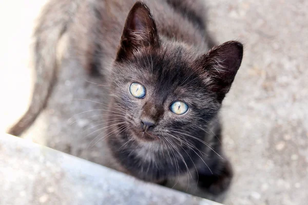Sladké vypadající černé koťátko pozorně dívá kolem kamery — Stock fotografie