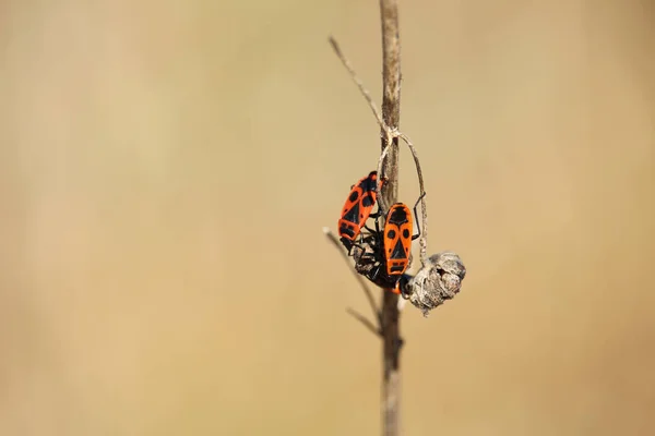 Dos bichos de fuego en una ramita seca, Pyrrrocoris apterus insecto — Foto de Stock