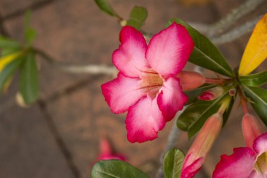 Pembe Adenium Obesum çiçek tam Bloom, olarak da bilinen çöl gülü yakın çekim