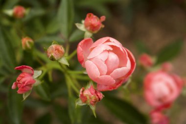 Makro mercan Knock Out gül solan güller yanında tam Bloom.