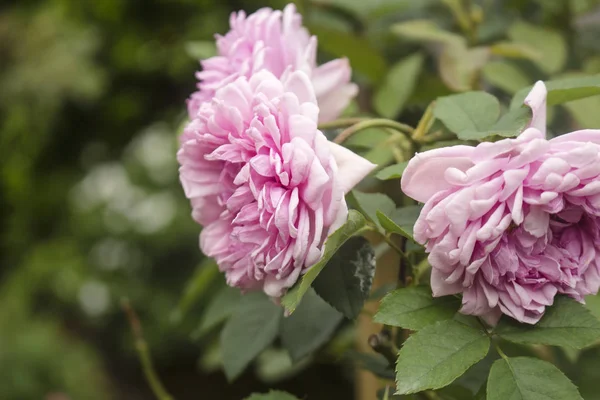 Solan çiçek pembe lahana Gül ' olarak da bilinen Centifolia Muscosa.