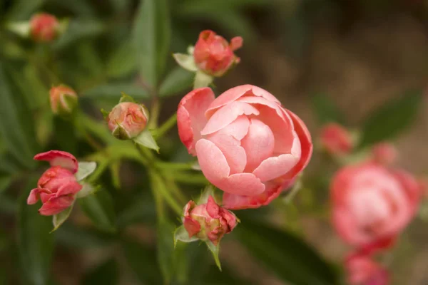 Macro of coral Knock Out Rose in full bloom next to fading roses.