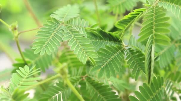 Dokunmadan kadın duyarlı bitkiyi, olarak da bilinen Mimosa Pudica, Uykulu bitki, touch-me-not veya utangaç bitki yaprakları. — Stok video