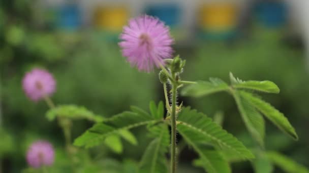 Close-up van gevoelige planten bloesems zachtjes waait in de wind. Mimosa pudica, slaperig plant of raak me niet aan. — Stockvideo