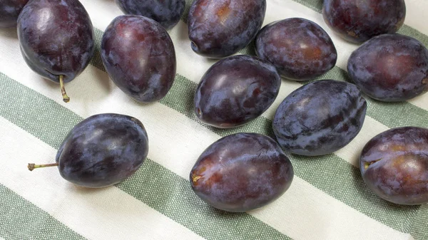 Fresh blue damson plums on top of stripped cloth towel. Delicious Autumn Harvest.