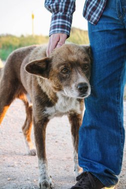 Bacak ve petted karşı yaslanmış güzel kahverengi köpek mans