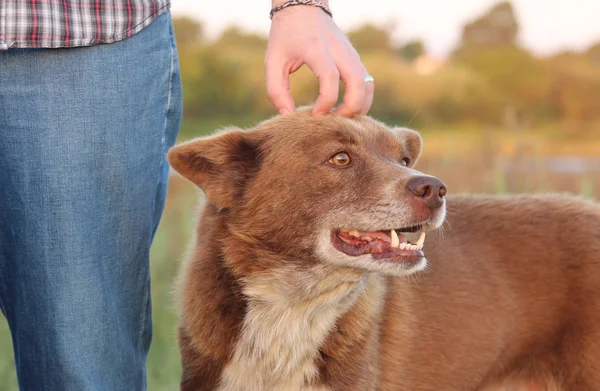 El hafifçe muhteşem kahverengi sokak köpeği Başkanı tırmalamak.