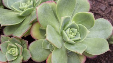 Yatay makro fotoğraf Crassulaceae aileden karmaşık kaktüs ve sulu Echeveria bitki. Bir gül gibi şeklinde etli bitki.