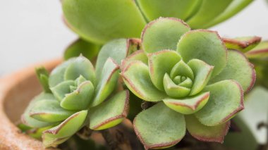 Makro Crassulaceae aileden kaktüs ve sulu Echeveria bitki. Bir gül gibi şeklinde etli bitki.