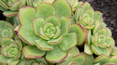 Makro Crassulaceae aileden güzel etli Echeveria bitki. Bir gül gibi şeklinde etli bitki.