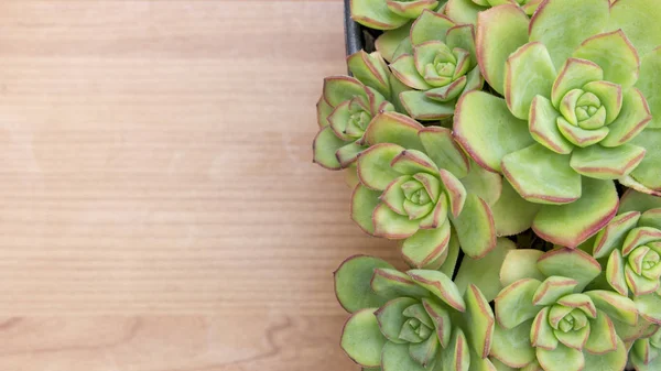 Cactus intrincada y planta suculenta de Echeveria, de la familia Crassulaceae. Superficie de madera de color claro con espacio de copia . — Foto de Stock