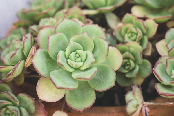 Makro bitkinin bir gül gibi Crassulaceae aileden şeklinde karmaşık lezzetli Echeveria. Sığ derinlik-in tarla.