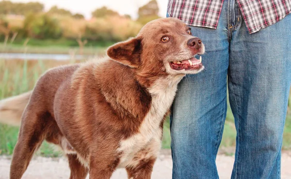 Bacak karşı yaslanmış gülümseyen ve samimi kahverengi sokak köpeği mans.