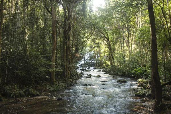 Tekoucí řeka ve středním úžasný, svěží zelený Les v exotických Mae Klang Luang. Chiang Mai, Thajsko. — Stock fotografie