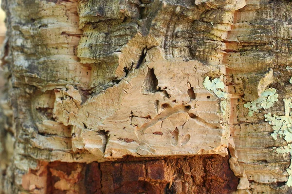 Portekiz cork meşe ağacından kabuğundan, yakın çekim.