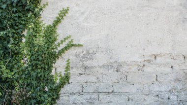 Rustik duvar yarısı kapalı ortak Ivy tarafından zarar görmüş. Olarak da bilinen Hedera helix, İngilizce sarmaşık veya Avrupa Ivy. Kopya alanı ile