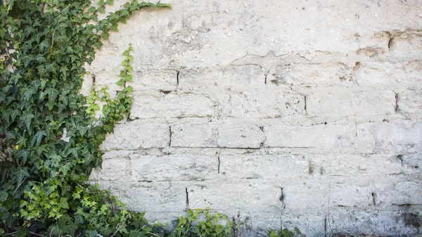 Rustik duvar yarısı kapalı maruz tuğla tarafından ortak Ivy ile. Olarak da bilinen Hedera helix, İngilizce sarmaşık veya Avrupa Ivy.