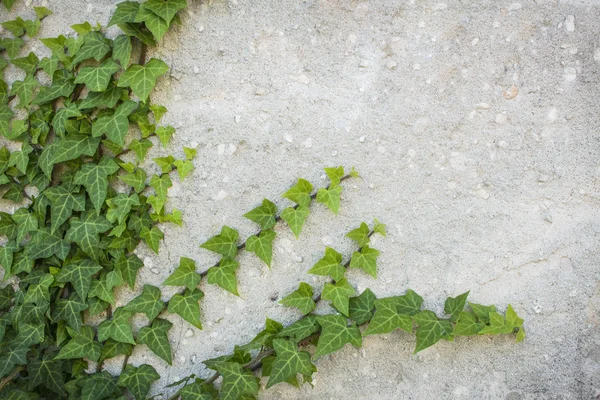 常见的常春藤攀登质朴的墙壁。也称为常春藤螺旋, 英国常春藤或欧洲常春藤。具有复制空间 — 图库照片