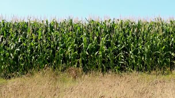 Vista frontal de un campo de maíz balanceándose suavemente en el viento en un día brillante y soleado . — Vídeo de stock