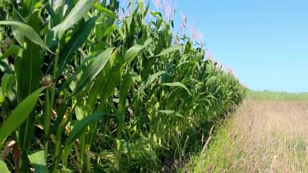 Big corn field gently swaying in the wind on a bright and sunny day. — Stock Video