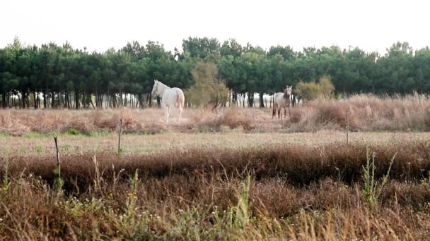 Amplio tiro de caballo blanco y caballo gris al aire libre caminando en un día soleado en un campo de salón verde en Portugal . — Vídeos de Stock