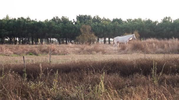 Amplio tiro de caballo gris y caballo blanco caminando al aire libre en un día soleado en un campo de salón verde en Portugal . — Vídeos de Stock