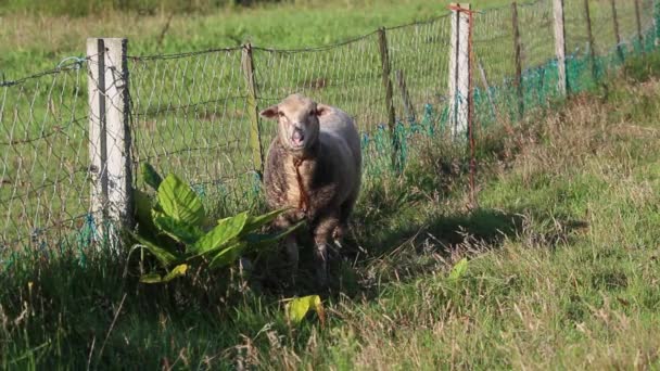 Adorable oveja blanca mirando sospechosamente a la cámara y pastando en la hierba, junto a una cerca de cadena rústica y torcida . — Vídeos de Stock
