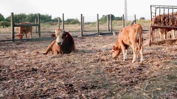 Young Marinhoa brown bull laying down and staring attentively at camera while young calf grazes fresh hay. — Stock Video