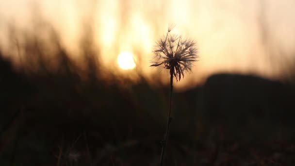 Одна, стара і зів'яла кульбабаба, що ширяє на вітрі на фоні природи під час заходу сонця. Невелика глибина різкості — стокове відео