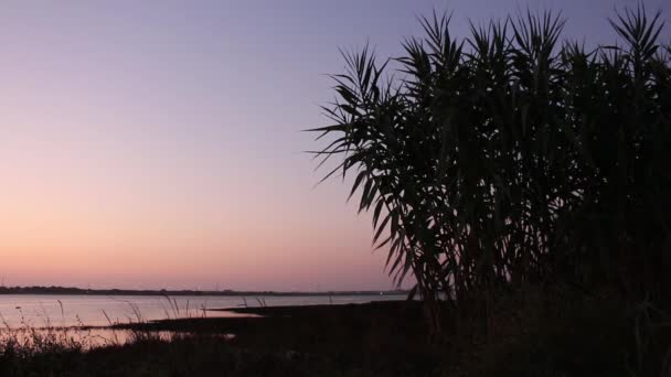 Campo de maíz balanceándose suavemente en el viento al atardecer, con el río como fondo . — Vídeos de Stock