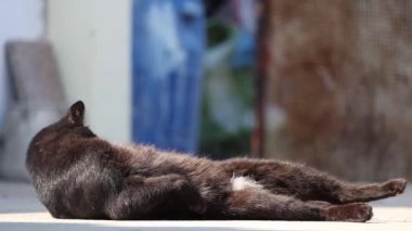 Aşağı uzanmış, yalama ve kendisini damat kara kedi. Bulanık karın beyaz kürklü. Sonunda, kedi tembel kameraya bakıyor