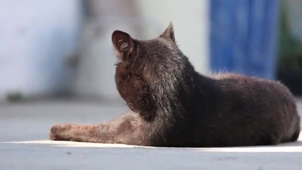 Симпатичный чёрный кот лежит, аккуратно облизывает и ухаживает за собой. Кот останавливается в конце, смотрит в камеру и вздыхает. . — стоковое видео