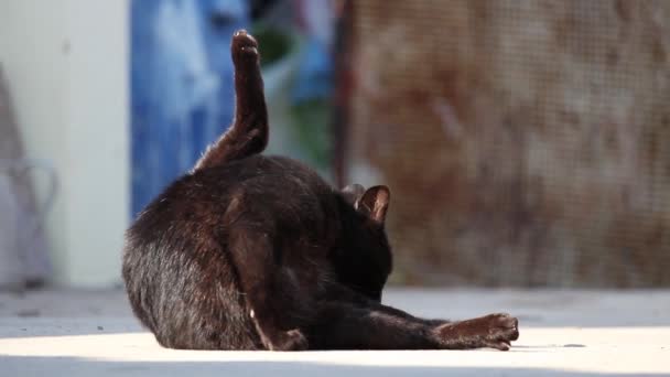 Gato preto lambendo e se arrumando, com a pata para cima. No final, o gato pára e olha diretamente para a câmera . — Vídeo de Stock