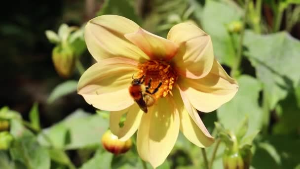 Imagens Vídeo Uma Abelha Carpinteiro Ocupado Coletando Pólen Uma Flor — Vídeo de Stock