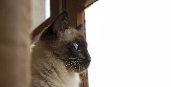 Gato siamês bonito com olhos azuis olhando atentamente fora da janela. Com espaço de cópia disponível . — Fotografia de Stock
