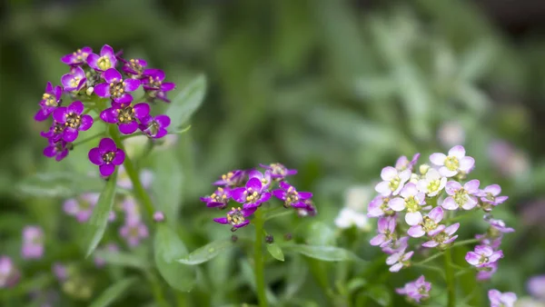 Close up de flores Sweet Alyssum em plena floração. Também conhecida como Lobularia maritima, Alyssum maritimum ou doce alison . — Fotografia de Stock