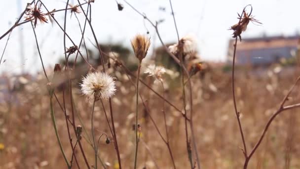 Verbrauchte und welke Löwenzahn-Wildblumen, die sich im Wind wiegen. Käfer bewegt sich im Löwenzahnkopf. — Stockvideo