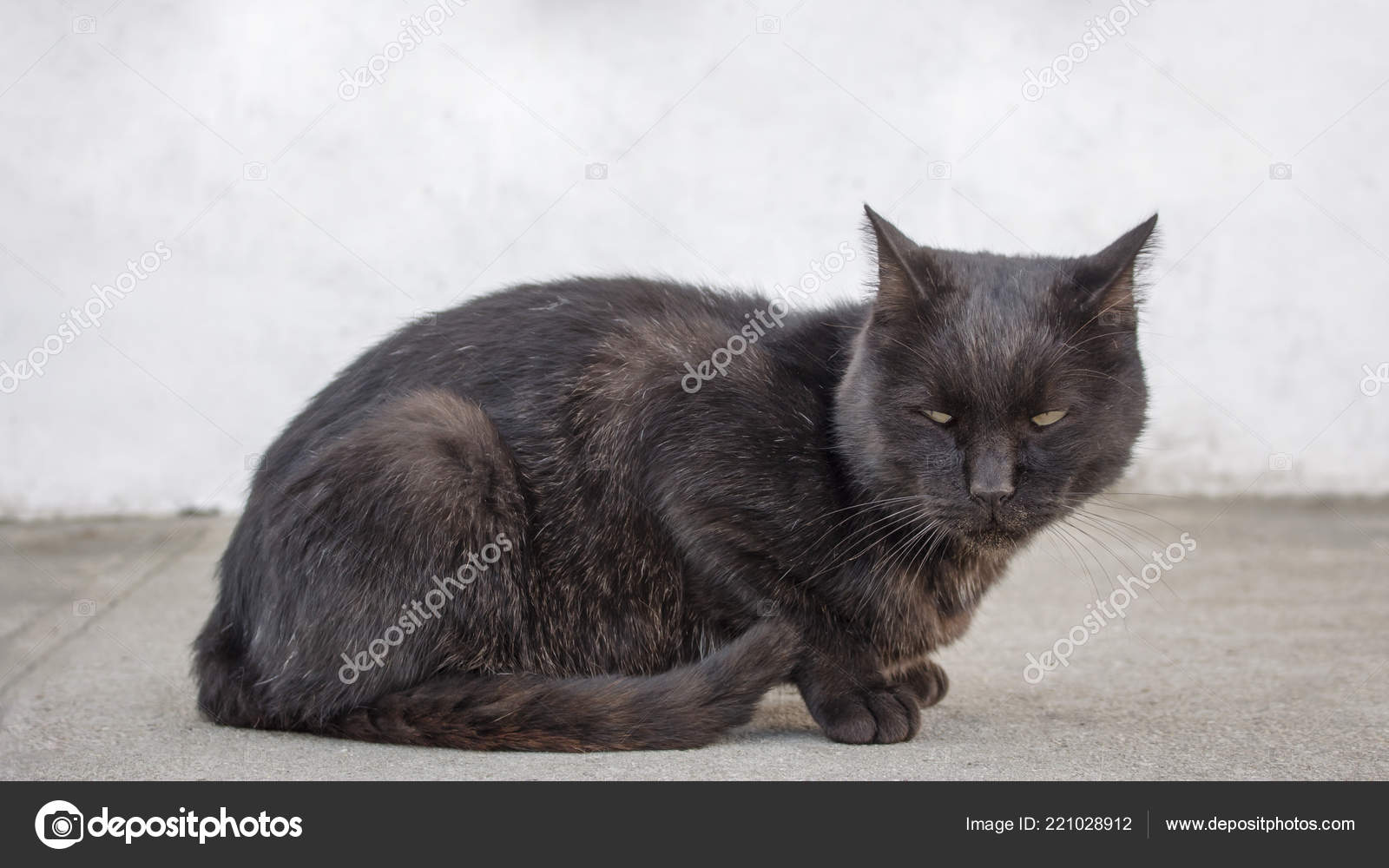 Traurig Und Deprimiert Streunende Schwarze Katze Suchen