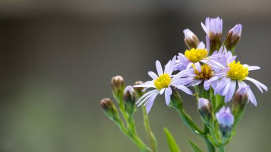Tripolium pannonicum çiçek çiçek makro. Bitki aynı zamanda deniz aster veya deniz kıyısı aster adı verilir. Sığ derinlik-in tarla.