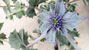 Yatay üstten görünüm fotoğraf kum deniz Holly bitki ve çiçek tomurcuğunun öğretisi. Olarak da bilinen sahil eryngo veya eryngium maritimum.
