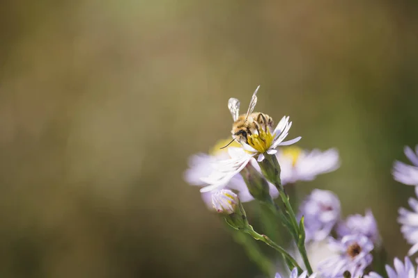 Honigbienen sammeln Pollen aus der Blüte von Tripolium pannonicum. Honigbiene sitzt im Blütenstempel. geringe Schärfentiefe. — Stockfoto