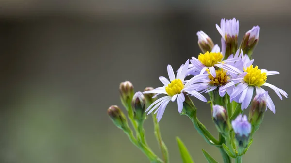 Tripolium pannonicum çiçek çiçek makro. Bitki aynı zamanda deniz aster veya deniz kıyısı aster adı verilir. Sığ derinlik-in tarla.
